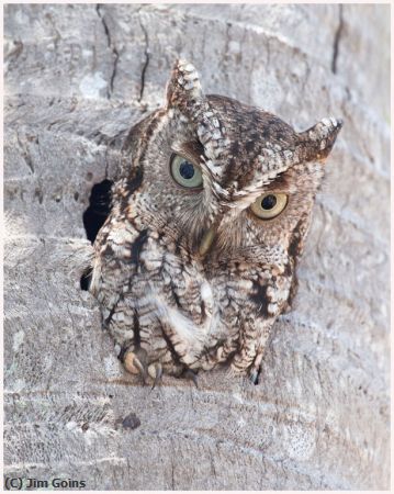 Missing Image: i_0037.jpg - owl 4