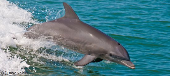 Missing Image: i_0042.jpg - Anclote Dolphin
