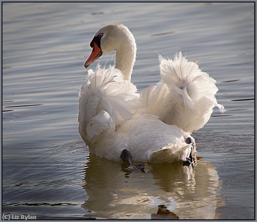 Missing Image: i_0006.jpg - Swan-at-Daybreak