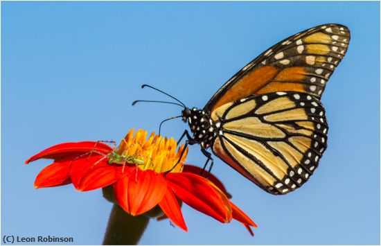 Missing Image: i_0009.jpg - Monarch & Friend