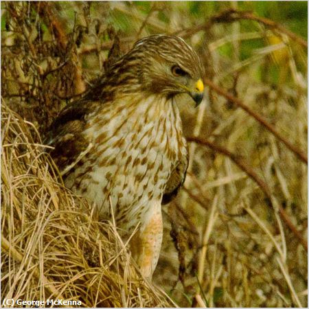 Missing Image: i_0015.jpg - Red Hawk