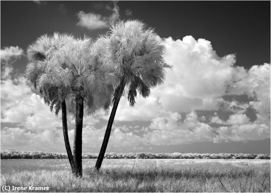 Missing Image: i_0030.jpg - Everglades in Infrared
