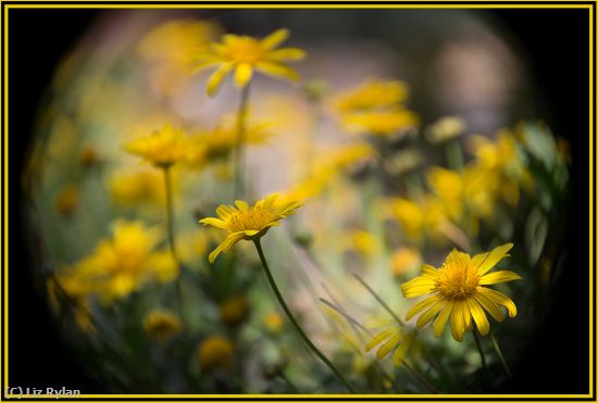 Missing Image: i_0039.jpg - Yellow-Daisies-in-the-Spotlight