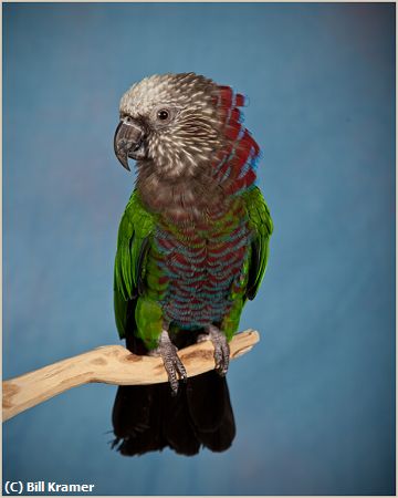 Missing Image: i_0044.jpg - Hawk-headed Parrot