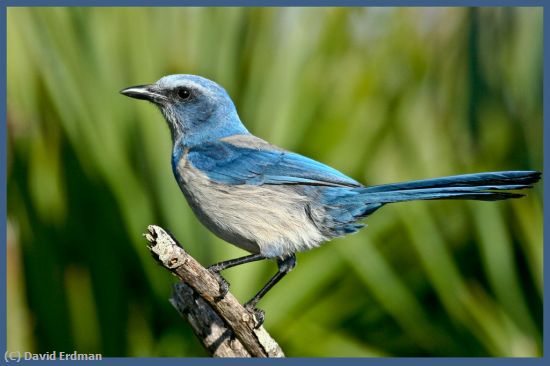 Missing Image: i_0049.jpg - Scrub Jay