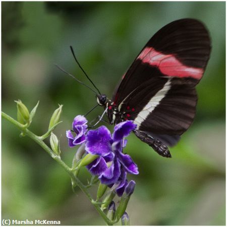 Missing Image: i_0057.jpg - Peak a boo Butterfly