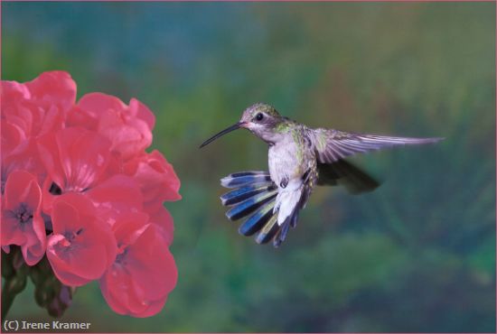 Missing Image: i_0062.jpg - Blue-throated Hummingbird at Geraniu