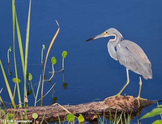 Missing Image: i_0063.jpg - Tricolored-Heron-Portrait