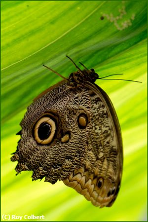 Missing Image: i_0068.jpg - Backlit-Butterfly