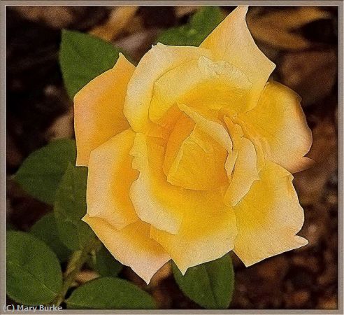 Missing Image: i_0071.jpg - Tea Rose