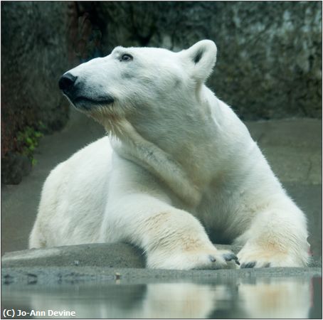Missing Image: i_0004.jpg - Cool Polar Bear