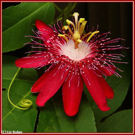 Missing Image: i_0009.jpg - Passion-Flower