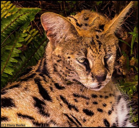 Missing Image: i_0016.jpg - Wild Cat