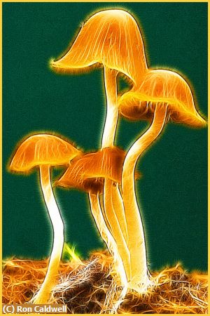 Missing Image: i_0024.jpg - 4-Mushrooms