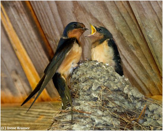 Missing Image: i_0028.jpg - Barn Swallow Feeding