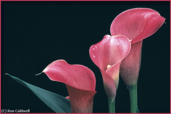 Missing Image: i_0033.jpg - 3-calla-lilies