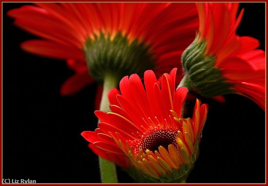 Missing Image: i_0036.jpg - Trio-of-Red-Gerbera-Daisies