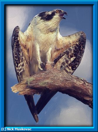 Missing Image: i_0047.jpg - My-Osprey-Painting