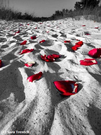 Missing Image: i_0051.jpg - Roses On The Beach