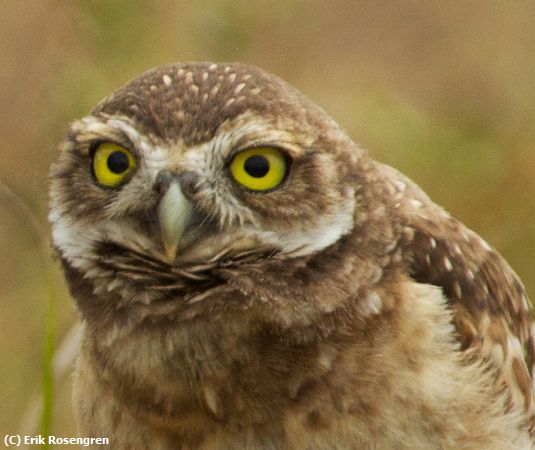 Missing Image: i_0059.jpg - Look-at-me-Burrowing-Owl