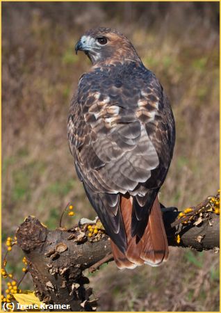 Missing Image: i_0062.jpg - Red-tailed Hawk