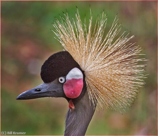 Missing Image: i_0066.jpg - Gray-crowned Crane