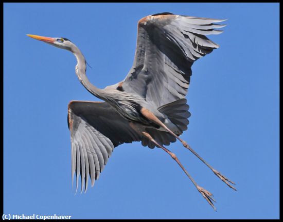 Missing Image: i_0067.jpg - heron in flight