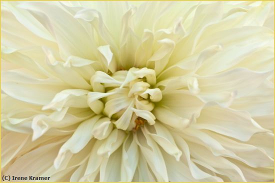 Missing Image: i_0016.jpg - Prize Dahlia -- Walter Hardisty