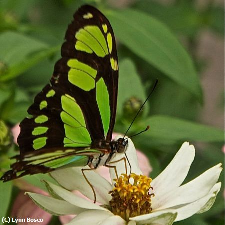 Missing Image: i_0027.jpg - Green Butterfly