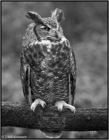 Missing Image: i_0042.jpg - Great Horned Owl