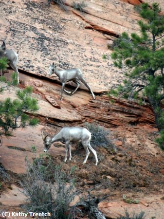 Missing Image: i_0043.jpg - Zion Park Long Horn Sheep