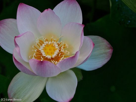 Missing Image: i_0003.jpg - Lovely Lotus