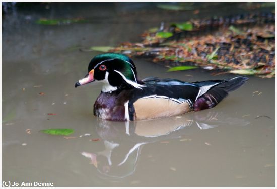 Missing Image: i_0004.jpg - Wood Duck