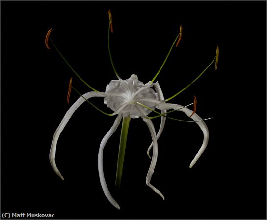 Missing Image: i_0007.jpg - Spider Lily EI