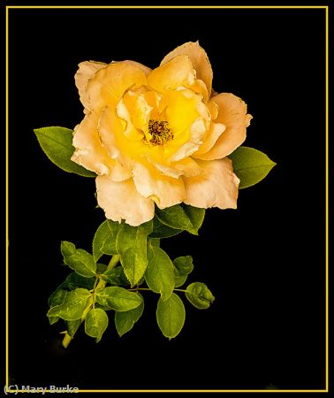 Missing Image: i_0017.jpg - Yellow Rose