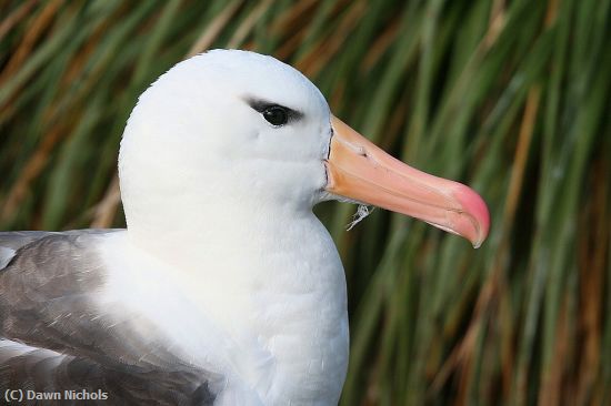 Missing Image: i_0018.jpg - Black-browed Albatross