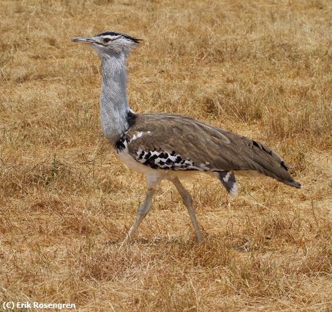 Missing Image: i_0019.jpg - Secretary-Bird