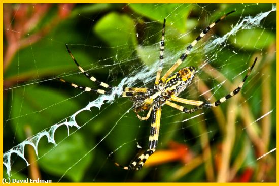 Missing Image: i_0021.jpg - Golden Orb