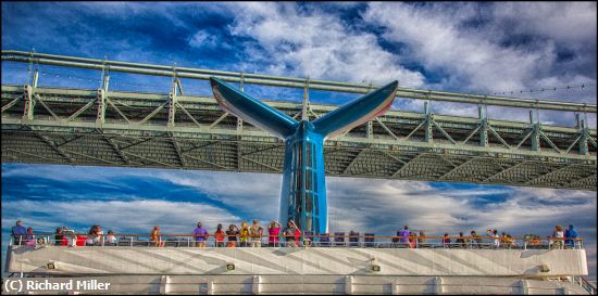 Missing Image: i_0042.jpg - Sailing-under-the-Verazano-Bridge