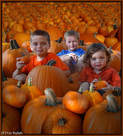 Missing Image: i_0048.jpg - JACK-O-LANTERNS-AND-PUMPKIN-PIES