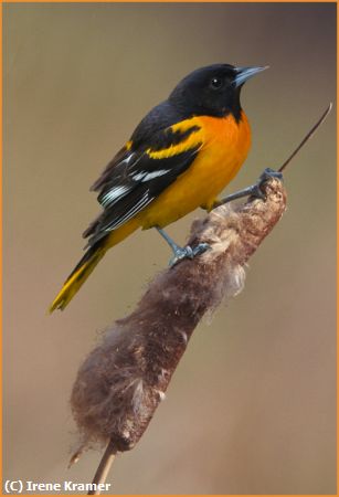 Missing Image: i_0016.jpg - Oriole on Cattail