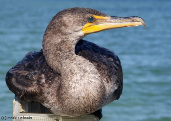 Missing Image: i_0025.jpg - Cormorant