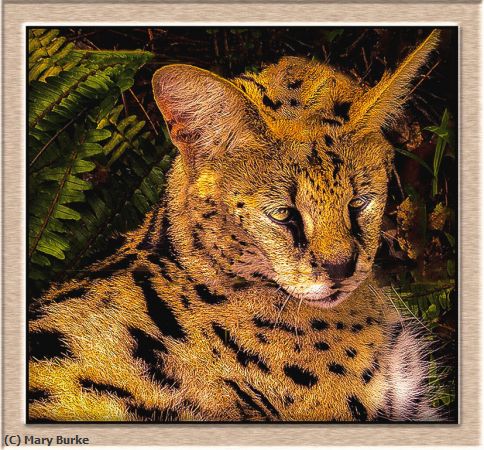 Missing Image: i_0030.jpg - Wild Cat Beauty