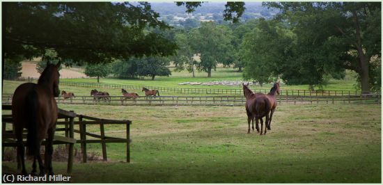 Missing Image: i_0031.jpg - PASTORAL-SCENE