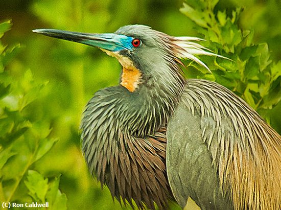 Missing Image: i_0032.jpg - Tri-Color Heron