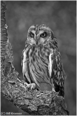 Missing Image: i_0012.jpg - Short-eared Owl