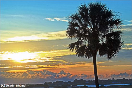 Missing Image: i_0022.jpg - Palm at Sunrise