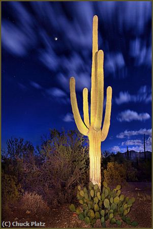 Missing Image: i_0032.jpg - Cactus 2