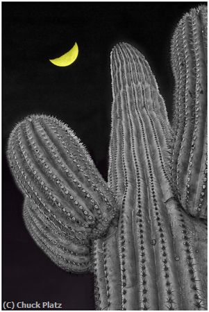 Missing Image: i_0052.jpg - Cactus Under a Yellow Moon