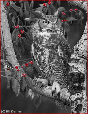 Missing Image: i_0057.jpg - Great Horned-Owl With Red Berries